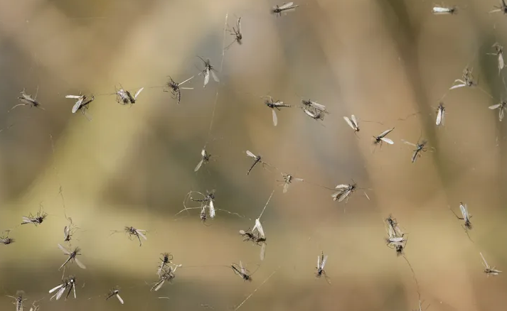 如何殺死蚊子？