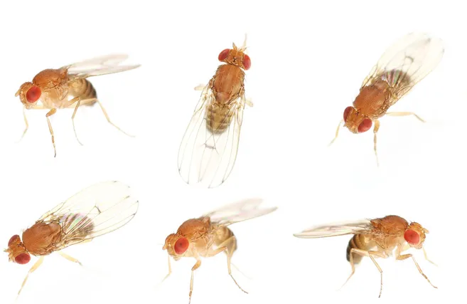 為什么我的家夏天會(huì)被蚊蟲(chóng)侵?jǐn)_？