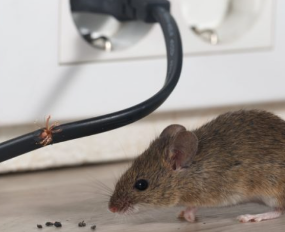 你如何在工作中除掉老鼠？