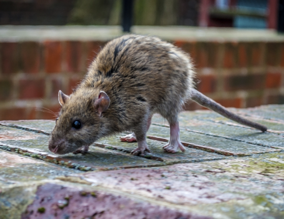 冬季應(yīng)對嚙齒動物