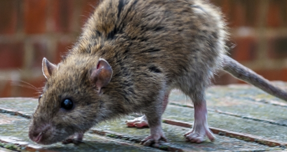 為什么嚙齒動物侵?jǐn)_會對您的業(yè)務(wù)造成損害？