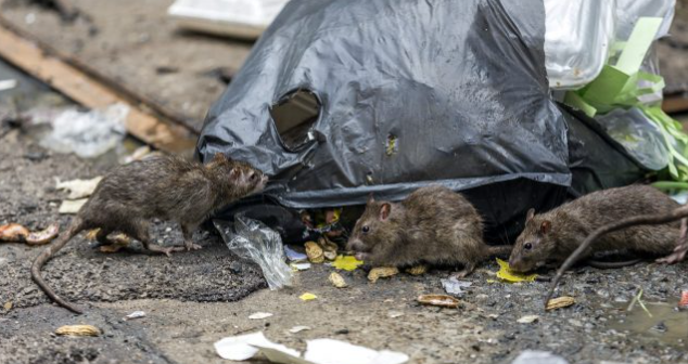 企業(yè)如何預(yù)防老鼠滋生？