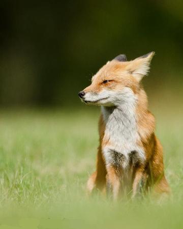 如果你的花園里有狐貍該怎么辦？