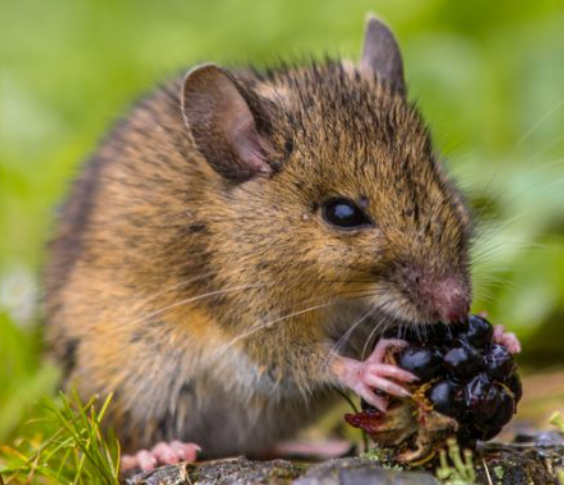 秋季害蟲(chóng)——需要注意的事項(xiàng)......