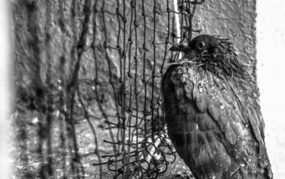 關(guān)于鳥(niǎo)網(wǎng)和刺的一切你需要知道的事