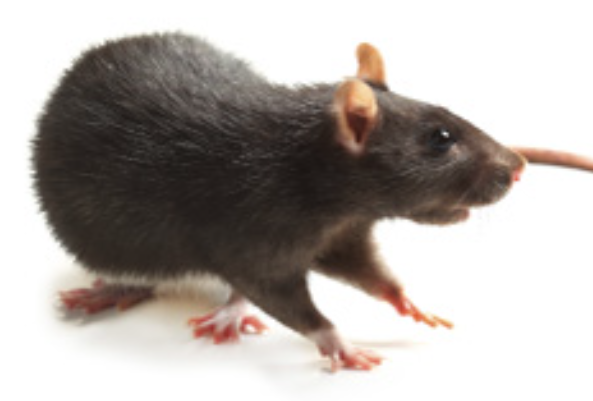 冬季害蟲(chóng)前五名