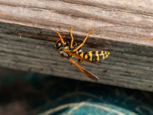 為什么你的閣樓里有黃蜂卻沒有巢穴？