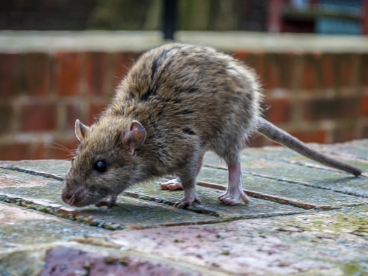 老鼠是習(xí)慣性的生物