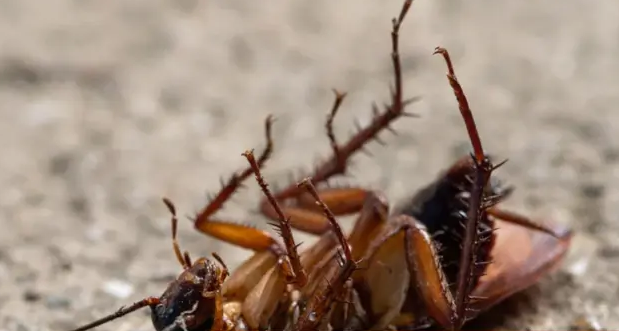 害蟲防治三條規(guī)則