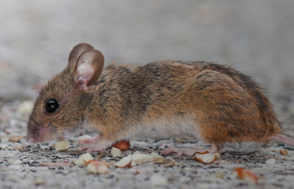 嚙齒動(dòng)物與害蟲防治入門：如何在問(wèn)題開始前預(yù)防？
