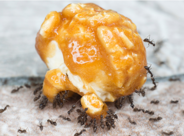 火蟻叮咬：是什么吸引它們以及如何徹底驅(qū)趕它們？