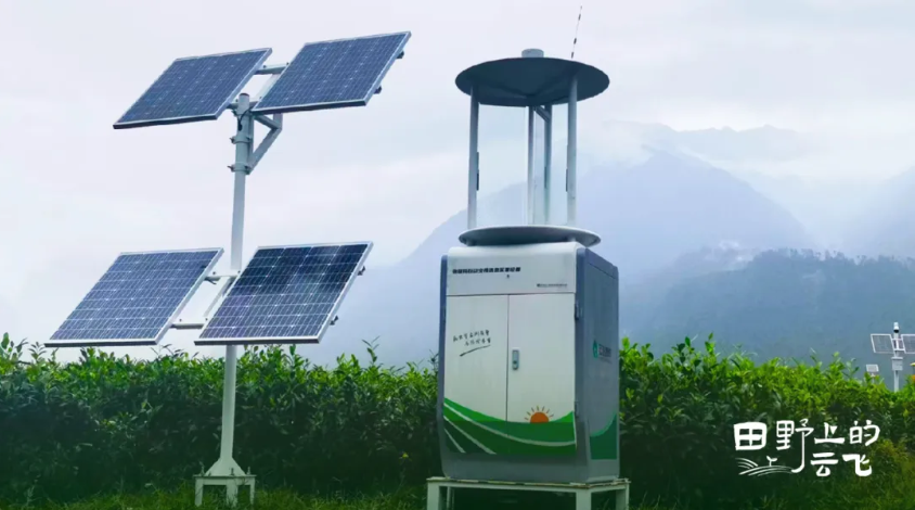 易貢茶場(chǎng)：在雪域高原上，用科技守護(hù)一片茶香