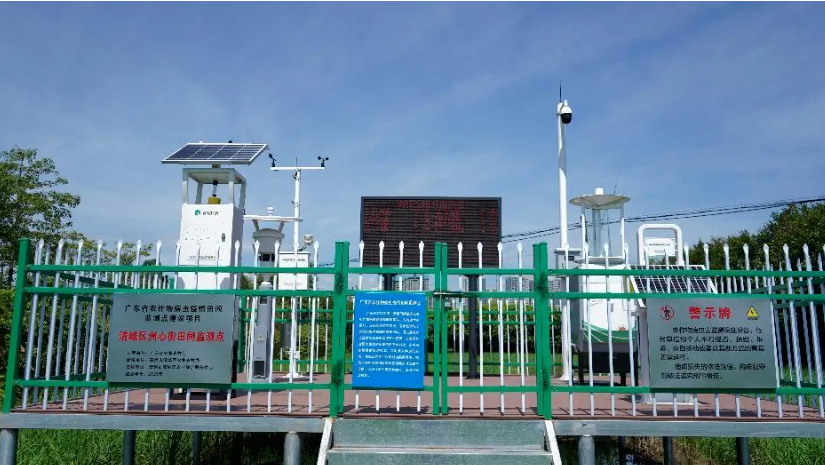 智慧“哨兵”上線！云飛科技助力清城水稻筑牢蟲害防護(hù)網(wǎng)