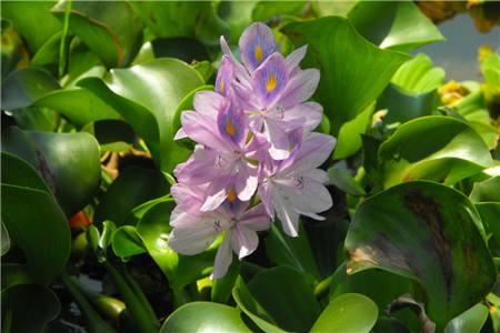 花草病蟲害防治秘籍